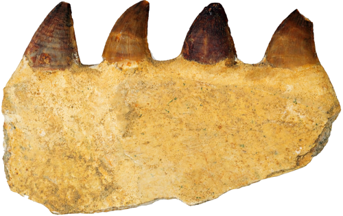 Челюст от мозазавър със зъби (Mosasaurus beaugei), Мароко, ~72–66 млн. г. (1)