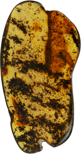 10,95 g Amber nugget (1)