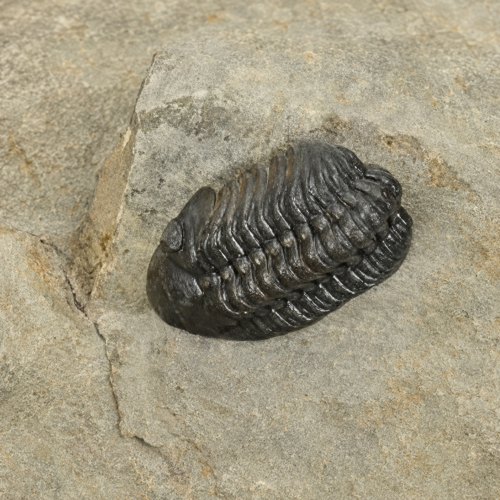 Ископаемые трилобиты (Dicranurus monstrosus, Reedops, Paralejurus), Марокко, ~419,2–393,3 млн лет (3)