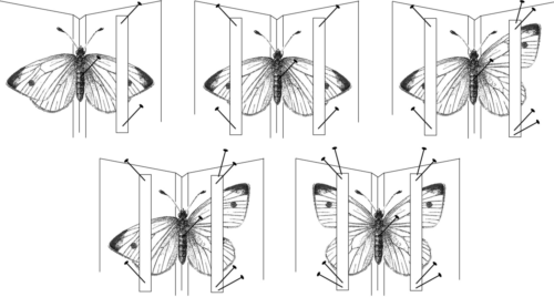 Adjustable Wooden Entomological Spreader (6)