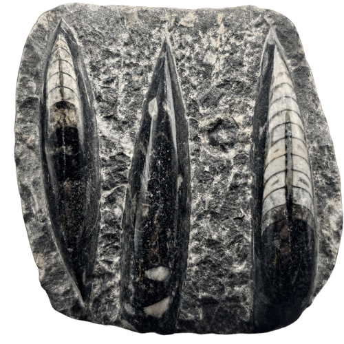 Cephalopod fossil (Orthoceras), Morocco, 485.4–443.8 million years (1)