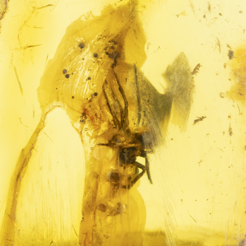 45.30 g Amber nugget with inclusion (3)