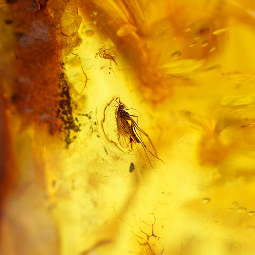 41,05 g Amber Nugget with inclusion (4)