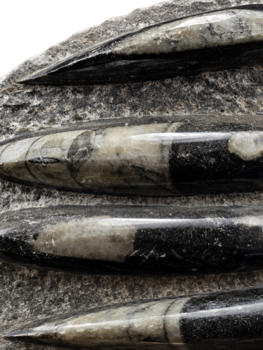 Orthoceras cephalopod mollusk fossil (485–443 million years), Morocco (2)