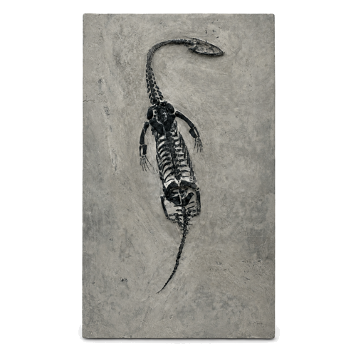 Rāpuļa fosilija (Keichousaurus), Ķīna, 251,9–201,3 milj. g. (1)