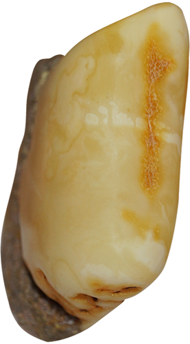 15 g Gintaro grynuolis (3)