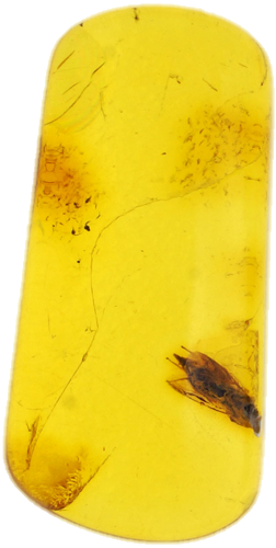 0,70 g Amber Nugget with inclusion (1)