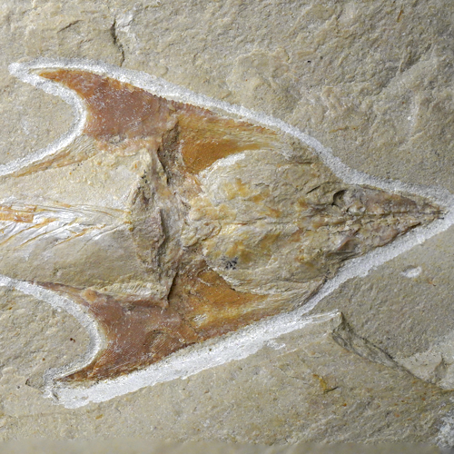 Ископаемая рыба (Coccodus), Ливан, ~100–95 млн лет (4)