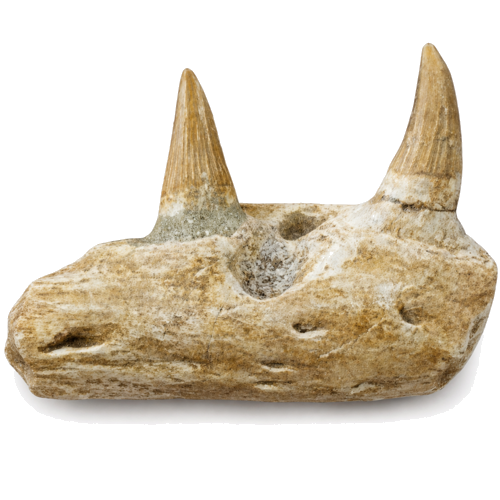 Mozazaura (Mosasaurus sp.) žokļa fragments ar zobiem, Maroka, aptuveni 70 miljoni gadu (1)