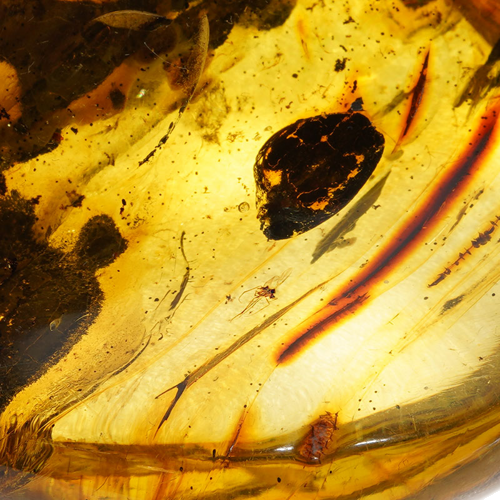 31,60 g Amber nugget (2)