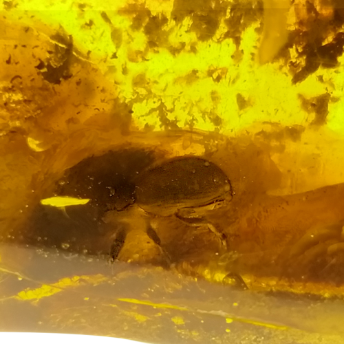38,40 g Amber Nugget with bug inclusion (2)