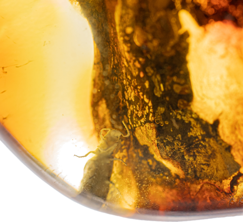 20,65 g Amber Nugget with bug inclusion (3)