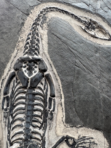 Ископаемая рептилия (Keichousaurus), Китай, ~242–237 млн лет (1)