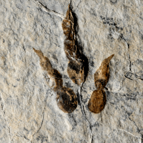 Grallator dinosaur footprint fossil, 13 cm, France (2)