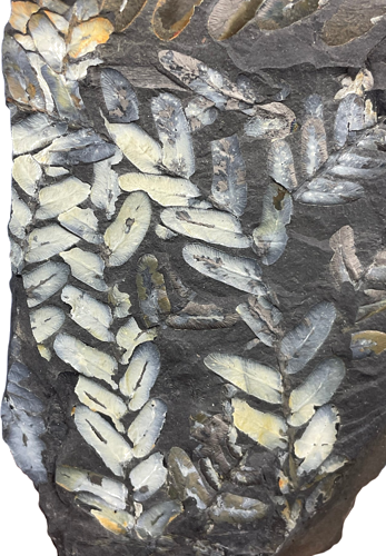 Ископаемые листья растения (Neuropteris), Германия, ~308–305 млн лет (3)