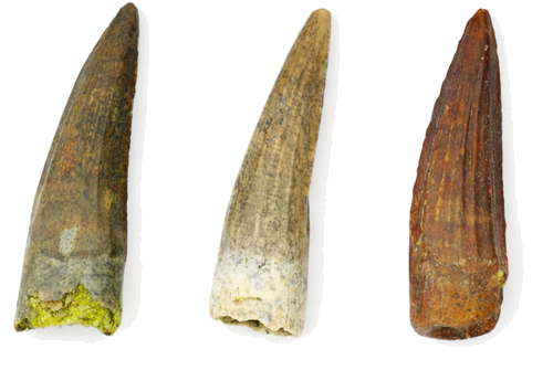 Dinozaura zobu komplekts (Suchomimus), Nigēra, ~113 milj. gadu (1)