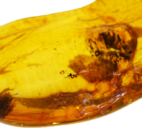 21,25 g Amber Nugget with inclusion (2)