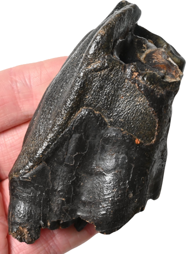 Woolly rhinoceros tooth fossil Coelodonta antiquitatis, 9.5 x 4.5 cm, Russia (1)