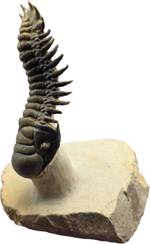 Trilobito fosilija (Crotalocephalus), Marokas, 419,2–358,9 mln. m. (2)