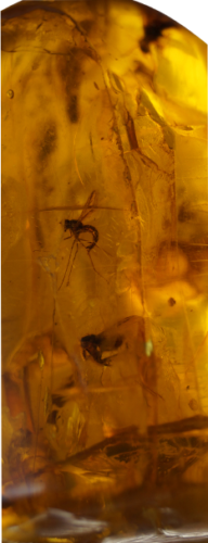27 g Gintaro grynuolis su inkliuzu (4)