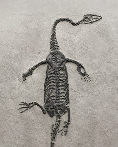Reptile fossil (Keichousaurus), China, 251–201 million years (1)