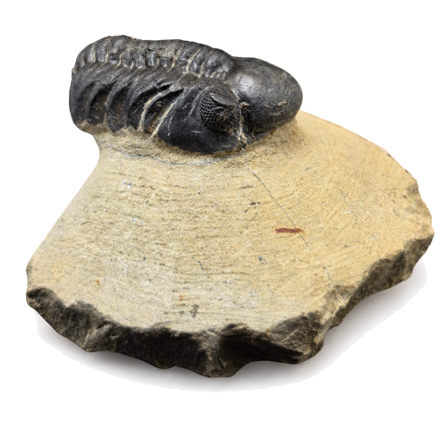 Trilobite fossil (Phacops), Morocco, 419.2–358.9 million years (2)