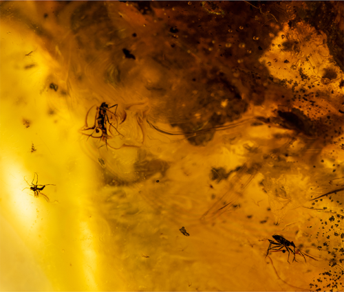 41,05 g Gintaro grynuolis su inkliuzais (1)