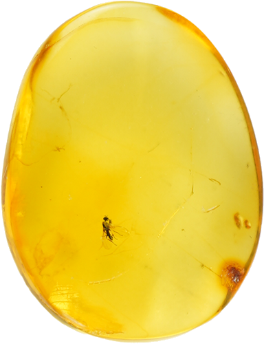 0,55 g Gintaro grynuolis su inkliuzu (1)