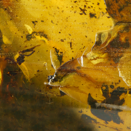 46,60 g Amber nugget (2)