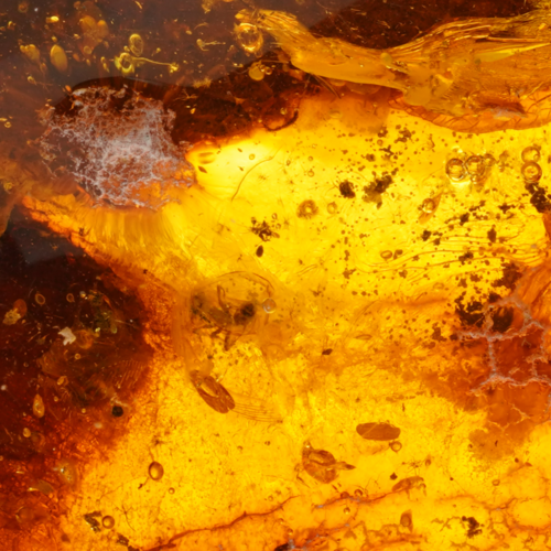 18,85 g Amber Nugget with inclusion (2)