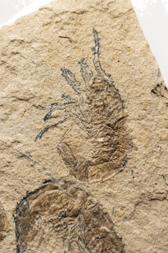 Shrimp fossil (Carpopenaeus callirostris), Lebanon, ~100.5–66 million years (2)