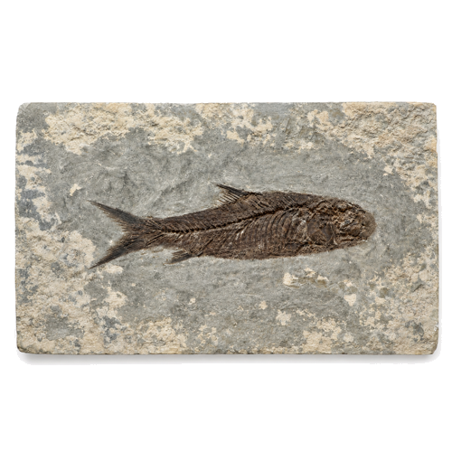 Žuvies fosilija (Jianghanichthys hubeiensis), Kinija, ~56–33,9 mln. m. (1)