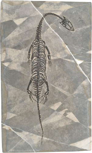 Rāpuļa fosilija (Keichousaurus hui), Ķīna, ~247,2–237 milj. gadu (1)