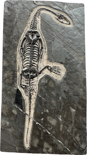 Reptile fossil (Keichousaurus), China, ~242–237 million years (2)