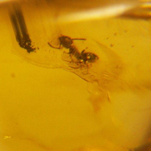 13 g Amber Nugget with bug and fly inclusions (3)