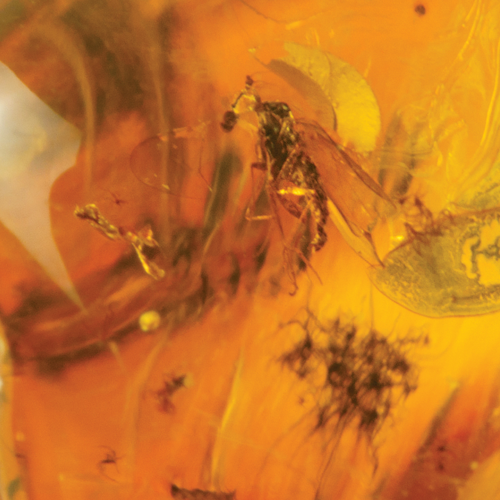14,20 g Amber Nugget with inclusion (4)