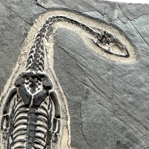 Фосил от влечуго (Keichousaurus), Китай, ~242–237 млн. г. (2)
