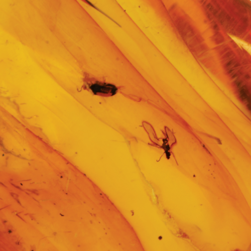 18,20 гр. Самороден кехлибар с фосил (2)