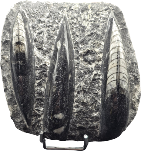 Galvakojo moliusko fosilija (Orthoceras), Marokas, 485,4–443,8 mln. m. (1)
