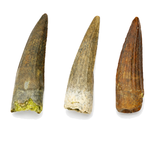 Dinozaura zobu komplekts (Suchomimus), Nigēra, ~113 milj. gadu (1)