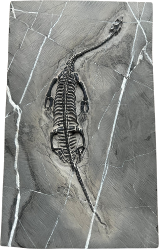 Keichousaurus roplio fosilija, 31 x 18,6 cm, Kinija (1)