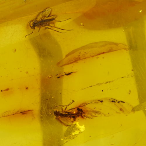 1,45 g Gintaro grynuolis su inkliuzais (4)