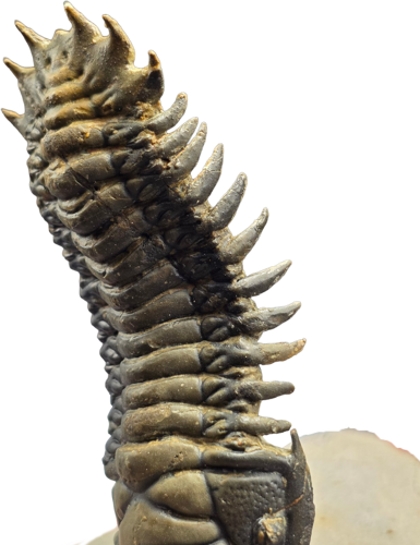 Trilobito fosilija (Crotalocephalus), Marokas, 419,2–358,9 mln. m. (1)