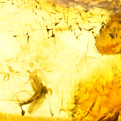 1,70 g Amber Nugget with inclusion (2)