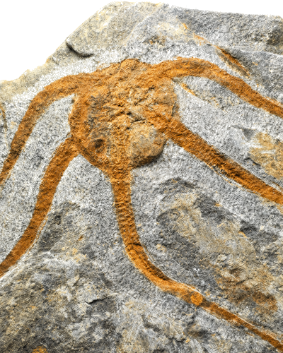 Brittle star fossil (Ophiuroidea), Morocco, 485–443 million years (2)