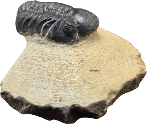 Trilobito fosilija (Phacops), Marokas, 419,2–358,9 mln. m. (1)