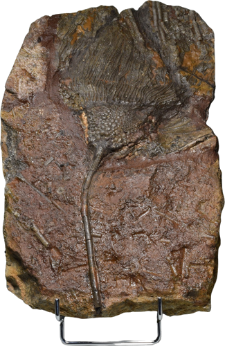 Krinoido (jūros lelijos) fosilija (Scyphocrinites elegans), Marokas, ~443,8–419,2 mln. m. (1)