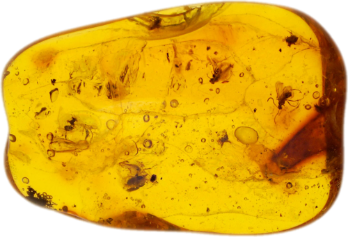 2,40 g Gintaro grynuolis su 6 inkliuzais (1)