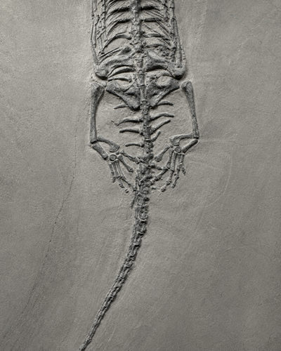 Фосил от влечуго (Keichousaurus), Китай, около 251–201 млн. години (3)