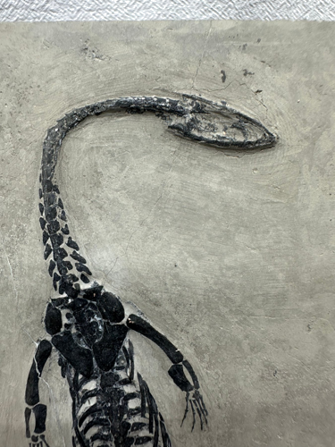 Окаменелость рептилии (Keichousaurus), Китай, 251,9–201,3 млн. лет (2)
